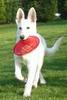 ActivePet Frisbeeeee Dog 