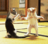 kitty dance