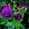 purple rose