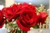 big red roses