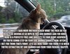 Ticked Off Cat Driving