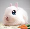 little bunny rabbit