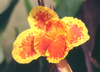 My mysterious flower