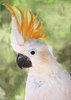 Talking Cockatoo