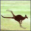 kangaroo_running
