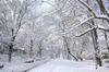 Walk in a winter wonderland