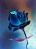 blue rose