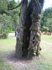 strangler fig....