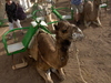 a camel ride