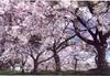 Picnic under the Cherry blossom