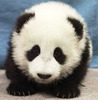 A Baby Panda