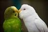 love birds