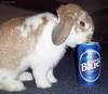 Easter Bunny Beer!