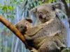 Koala Bear Hug