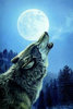 night wolf