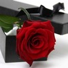 single red rose