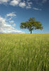 Run through a meadow