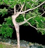 A Dancing Tree