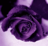 ♥ Purple Roses ♥