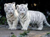 Tiger Cubs