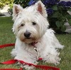 A Westie for you