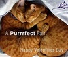 A purrfect hug