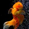 Fantail Oranda Goldfish