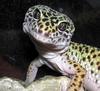 Leopard Gecko