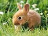 Baby Dwarf Bunny.