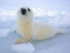 Baby Harper Seal Pup