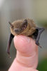 tiny bat