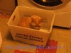 lol cat postal