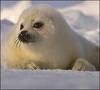 save the seals