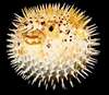 Prickly Puffer Fish