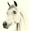 arabian white &quot; faras &qu