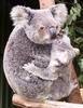 koala hugs
