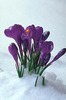 early spring crocus