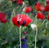 greek poppy