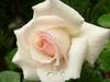 white_rose