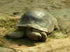 Longevity Tortise