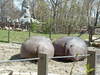 Big Hippo Butts