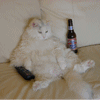 owners away the cat will play