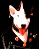 NAZI PUNK DAWG IS WATCHING YOU..