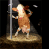 a pole dancing cow
