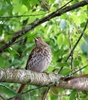 brown thrasher for pet