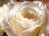 white rose