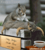 a squirrel massage