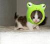 Froggy Kitty!