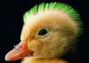 a punk pet duck