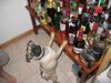 Pet in the Liquor Cabinet